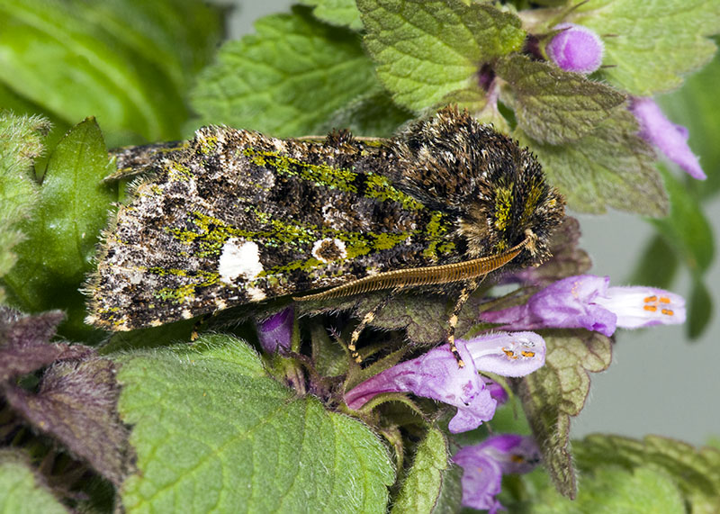 Valeria oleagina, Noctuidae